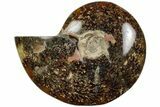 Polished Ammonite (Cleoniceras) Fossil - Madagascar #205101-1